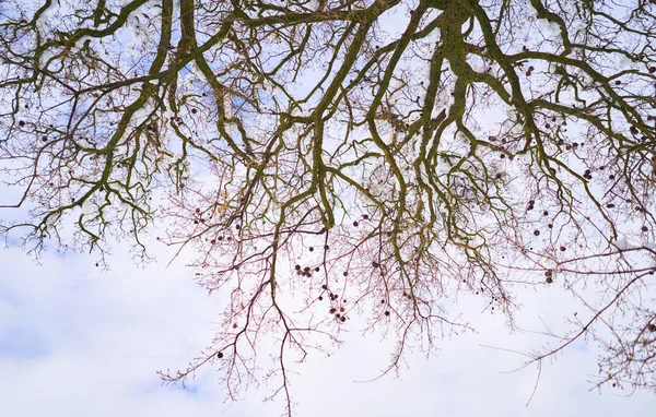 Uma Bela Paisagem Inverno Com Árvores Sem Folhas Cobertas Neve — Fotografia de Stock