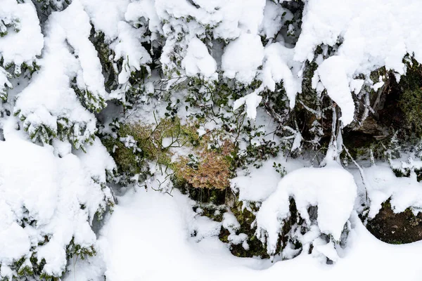 Wysokie Ujęcie Skał Drzew Pokrytych Śniegiem Schwarzwaldzie Niemcy — Zdjęcie stockowe