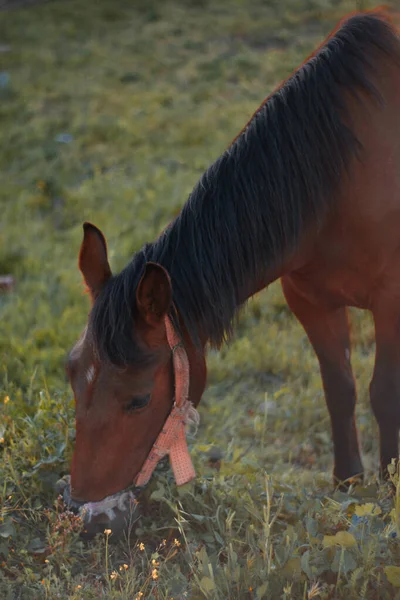 茶色の馬の垂直ショットでは フィールド上の草を食べてハーネス — ストック写真
