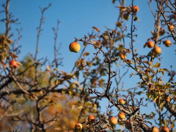 Bild Äppelträd Grenar Med Läckra Äpplen Det Dag Suddig Bakgrund — Stockfoto