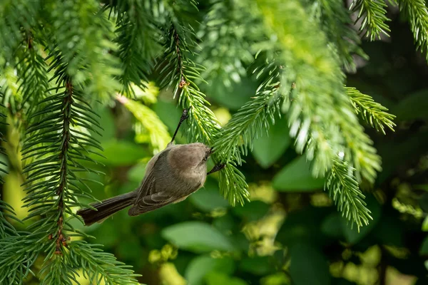 Nahaufnahme Eines Kleinen Vogels Auf Ästen Von Kiefern — Stockfoto