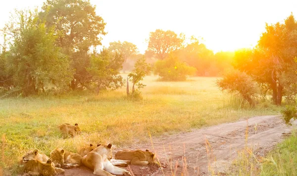 Een Prachtig Shot Van Afrikaanse Leeuwen Een Zandweg Een Zuid — Stockfoto