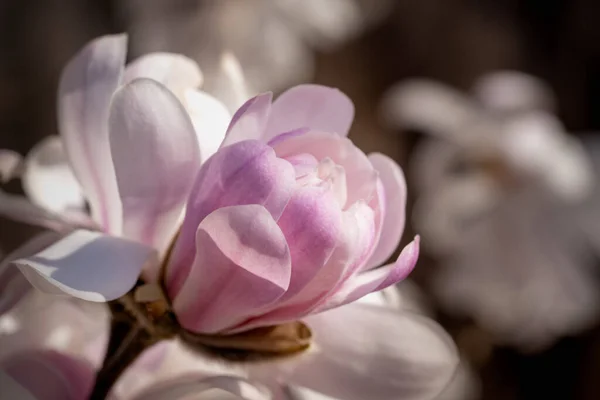 Tiro Close Das Pétalas Uma Flores Branco Rosa — Fotografia de Stock