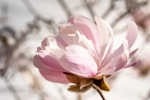 Крупный План Цветущего Цветка Магнолии Расплывчатом Фоне Весной — стоковое фото
