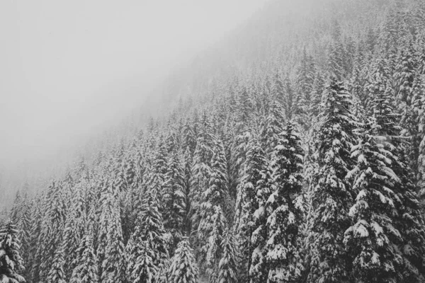 雪景色の美しいショット — ストック写真