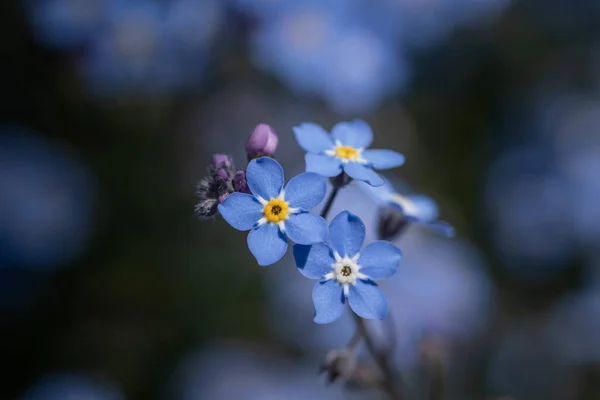 Närbild Trä Glömma Mig Inte Blommor Ett Fält Solljuset Med — Stockfoto