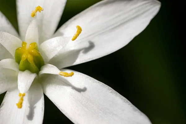 Primo Piano Bel Fiore Bianco Con Pollini Esotici — Foto Stock