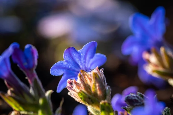 Tiro Foco Seletivo Flores Azuis Exóticas Capturadas Sob Luz Solar — Fotografia de Stock