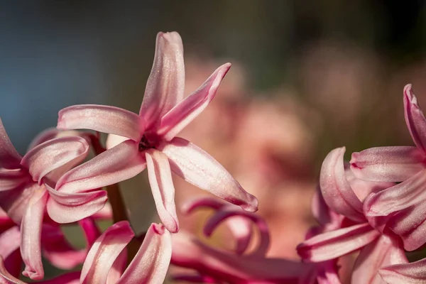 Close Shot Blooming Pink Wild Hyacinth Flowers Blurry Background Spring — Stock Photo, Image