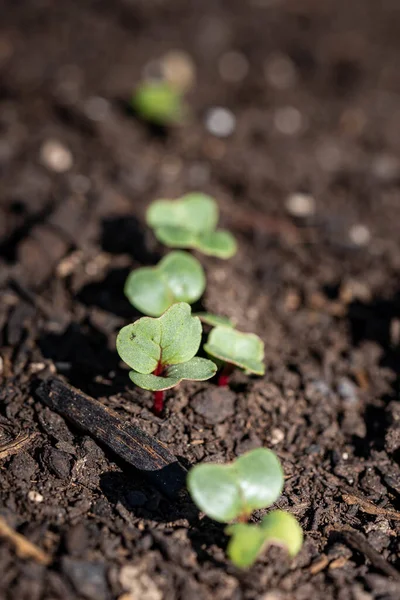 Vertical Closeup Shot Green Small Seedlings — Stock Photo, Image