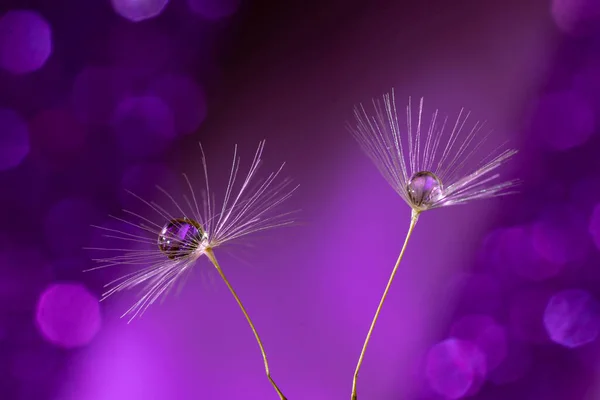 A closeup of dandelion seeds with water drops on them against a blurred purple background
