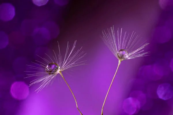 Primer Plano Semillas Diente León Con Gotas Agua Sobre Ellas —  Fotos de Stock