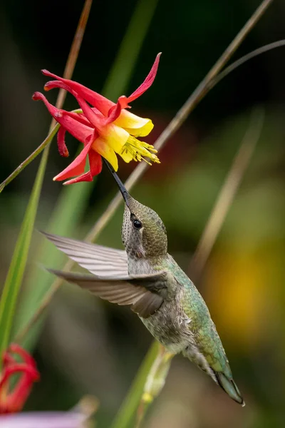 蜂鸟飞向水仙花的垂直镜头 — 图库照片