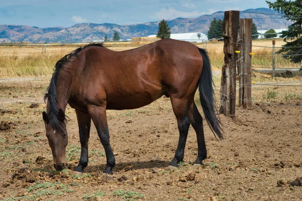 Caballo Las Montañas —  Fotos de Stock