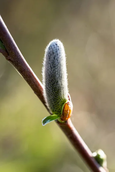 Gros Plan Vertical Bourgeon Saule — Photo