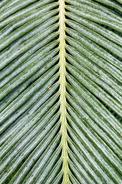 Taze Yeşil Sago Palmiyesinin Cycas Revoluta Yakın Plan Görüntüsü Arka — Stok fotoğraf