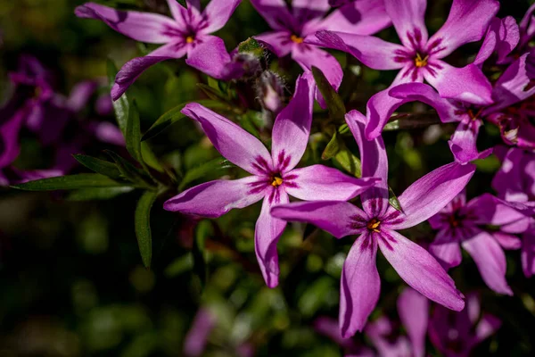 Selektiv Fokusbild Exotiska Lila Blommor Buske — Stockfoto
