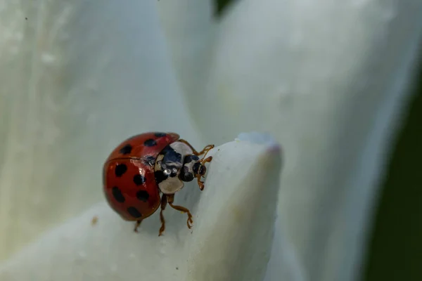 Tiro Close Uma Joaninha Uma Pétala Branca — Fotografia de Stock