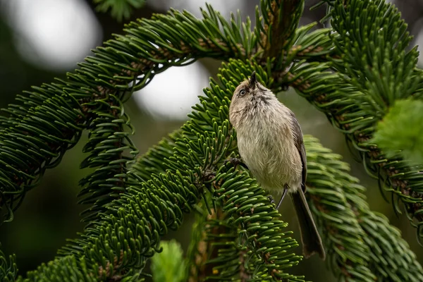 Closeup Shot Small Bird Pine Tree Branches — Stock Photo, Image
