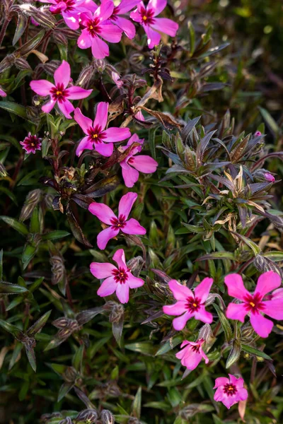 春に咲くピンクのフロックスの花の垂直ショット — ストック写真