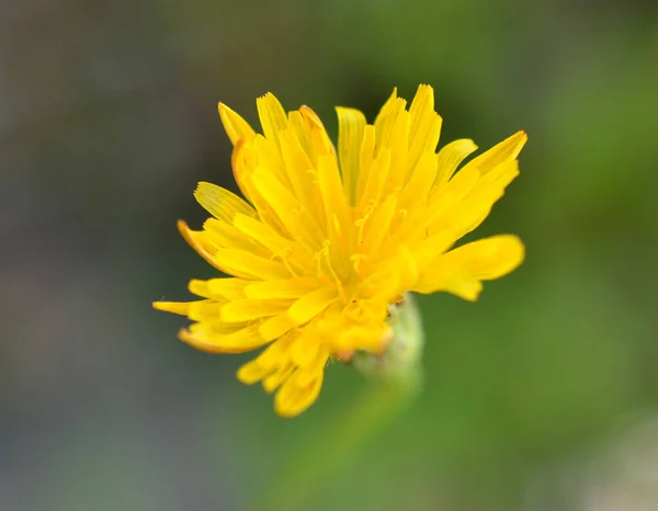 Uma Flor Dente Leão Amarelo Comum Fundo Borrado — Fotografia de Stock