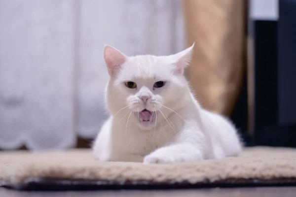 Gato Angorá Branco Adorável Com Olhos Heterocromia — Fotografia de Stock