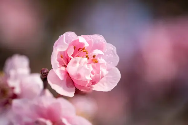 Enfoque Selectivo Una Flor Cerezo Rosa Con Fondo Borroso — Foto de Stock