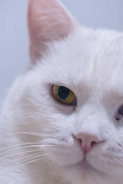Adorable Gato Angora Blanco Con Ojos Heterocromáticos —  Fotos de Stock