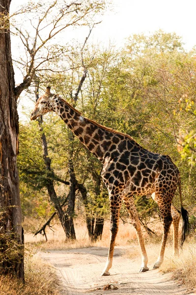 ケニアのサバンナにあるキリンは — ストック写真