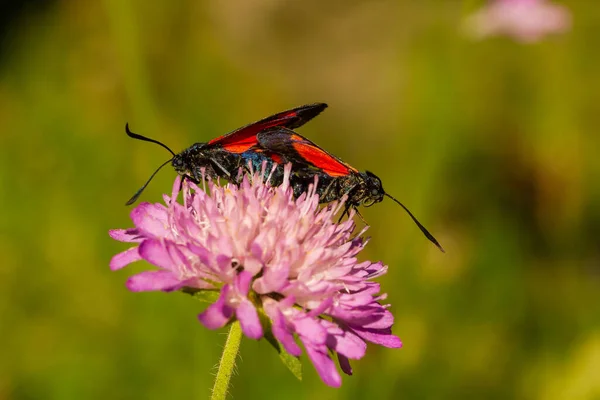 Gros Plan Papillon Avec Des Taches Rouges Sur Les Ailes — Photo