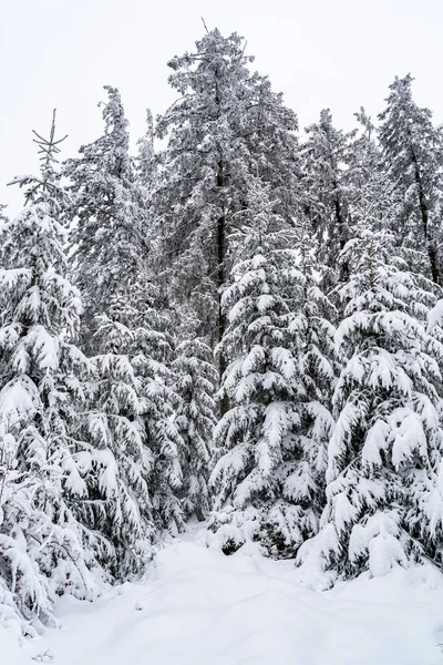 Disparo Vertical Árboles Cubiertos Nieve Selva Negra Alemania —  Fotos de Stock