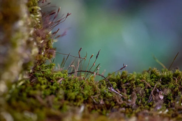 Closeup Shot Moss Growth Details — Stock Photo, Image