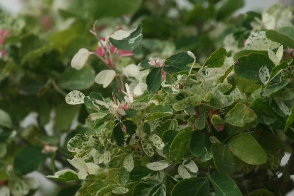 Primo Piano Piante Crescita Nel Verde Durante Giorno — Foto Stock