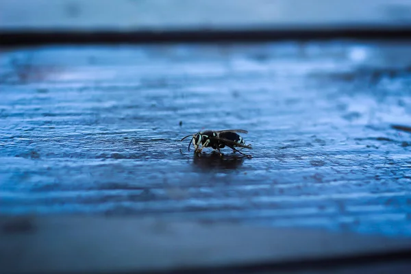 青いぬれた表面に小さな昆虫のループショット — ストック写真