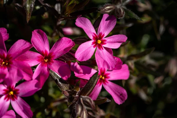 Güneş Işığı Altında Egzotik Pembe Çiçeklerin Seçici Odak Noktası — Stok fotoğraf