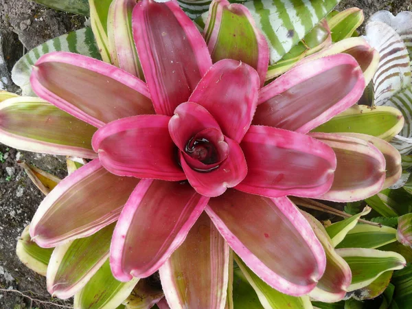 Top View Shot Beautiful Pink Leaved Bromeliad Its Full Bloo — Stock Photo, Image