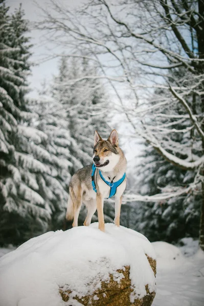 Disparo Vertical Hermoso Perro Lobo Checoslovaco Bosque Invierno —  Fotos de Stock