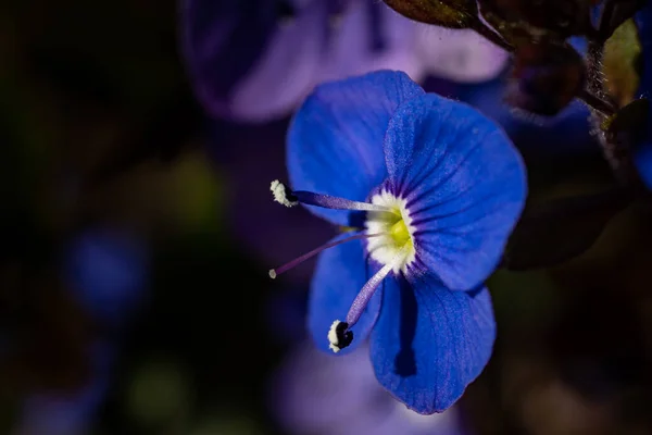 春に黒っぽい背景に青いヴェロニカの花被片が咲くマクロショット — ストック写真