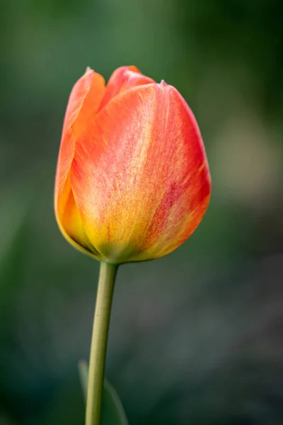 Detailní Záběr Kvetoucího Tulipánového Květu Rozmazaném Pozadí Jaře — Stock fotografie