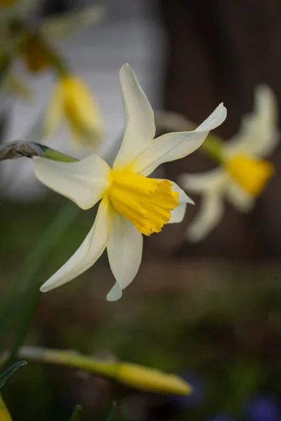 Eine Vertikale Aufnahme Einer Wunderschönen Narzissenblume Eingefangen Einer Garde — Stockfoto