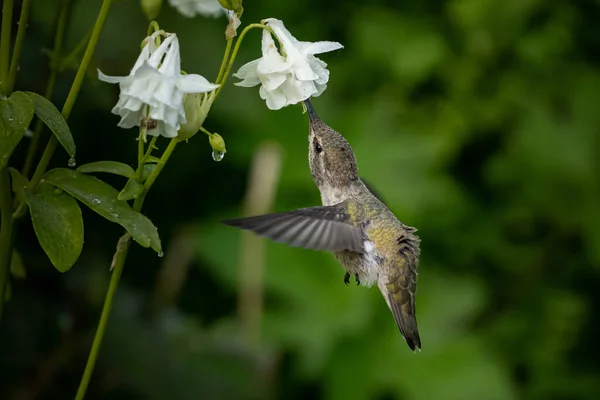Een Closeup Van Een Roestige Kolibrie Drinkende Nectar Een Veld — Stockfoto