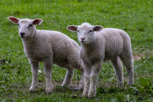 羊和羊羔的特写镜头 — 图库照片