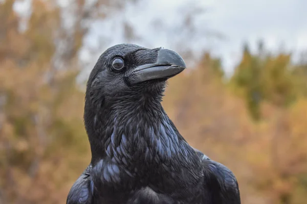 Black Crow Rock — Stock Photo, Image