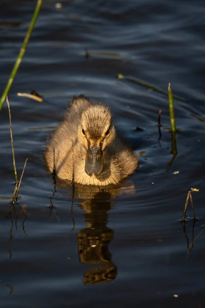 Tiro Vertical Pequeño Pato Mirando Propio Reflejo Lago —  Fotos de Stock