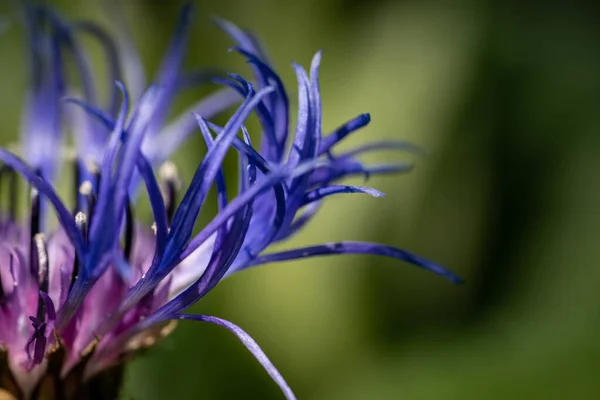 Selektivní Ostření Záběr Exotické Modré Květiny Rozmazaným Pozadím — Stock fotografie