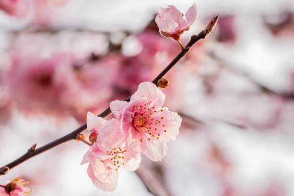 Wybiórcze Ujęcie Ostrości Różowych Kwiatów Wiśni Gałęzi Drzewa — Zdjęcie stockowe