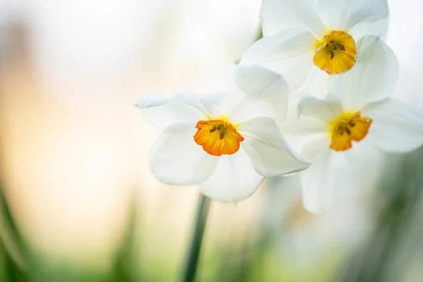Вибірковий Фокус Знімка Красивих Білих Нарцисів Розмитим Тлом — стокове фото