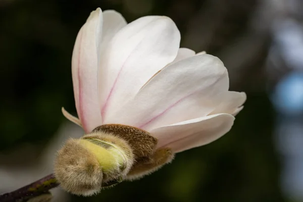 Ένα Επιλεκτικό Πλάνο Εστίασης Ενός Εξωτικού Λευκού Λουλουδιού Θολό Φόντο — Φωτογραφία Αρχείου