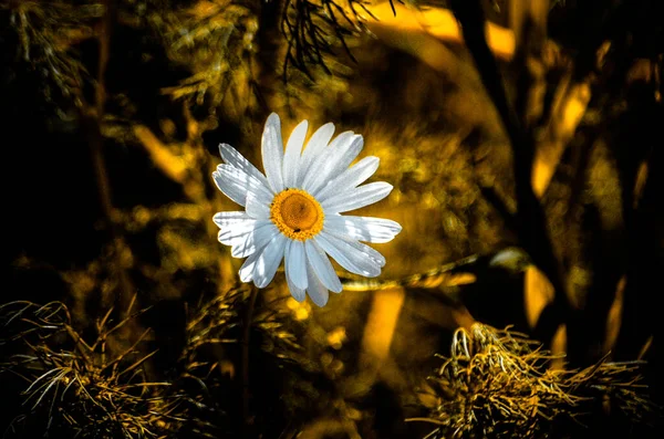 Beautiful Flowers Garden — Stock Photo, Image