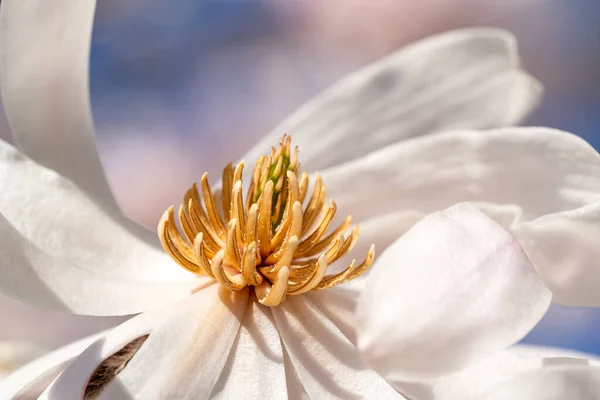 Closeup Shot Pistil White Flower — Stock Photo, Image